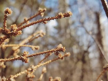Close-up of cherry blossom on branch