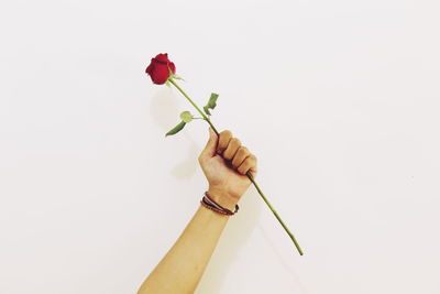 Cropped hand of woman holding rose against white background