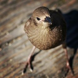 Close-up of bird perching outdoors