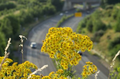 Close-up of yellow flowering plant