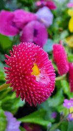 Close-up of pink flowering plant