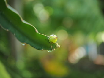 Close-up of water drops on plant