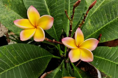 Close-up of yellow flowering plant