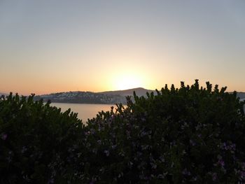 Lush foliage with purple flowers at sunset