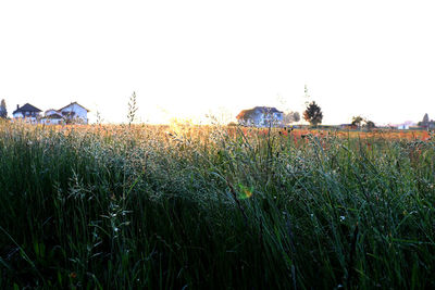 Scenic view of field against clear sky