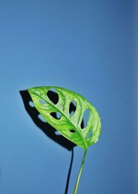 Close-up of green leaf against blue sky