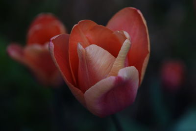 Tulpe blume blüte