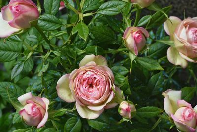 Close-up of pink roses