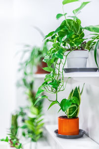 Close-up of potted plant on table