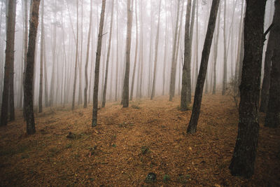 Trees in forest