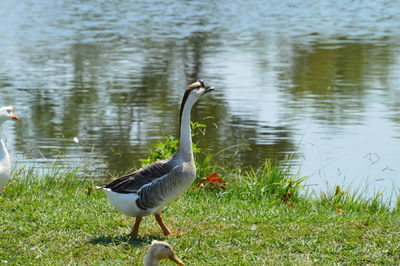 Swan on lake