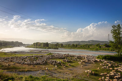 View of birds on field against sky