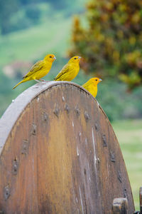 Yellow canaries perching on wooden wheel