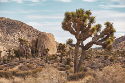 Trees on rock formations in desert against sky