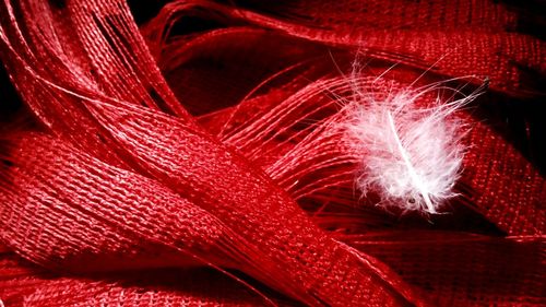 Extreme close up of feather on red textures