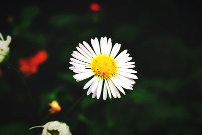 Close-up of white flower blooming outdoors