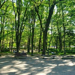 Trees in park