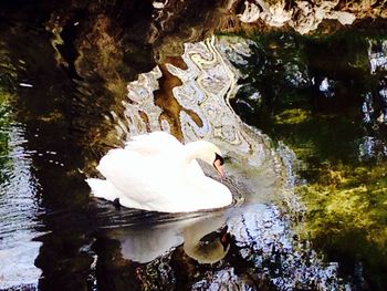 Swan swimming in water