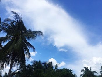 Low angle view of palm trees against blue sky