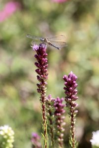 Close-up of butterfly pollinating on purple flower