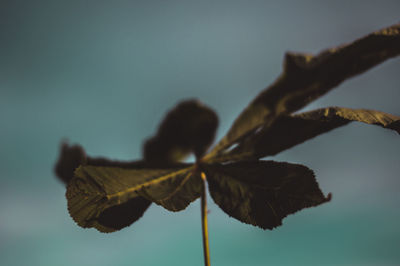 Close-up of dried leaf against sky