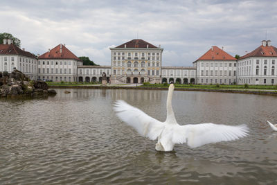 Swan in a lake