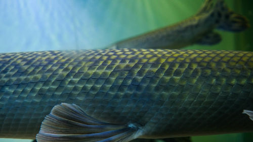 Close-up of lizard