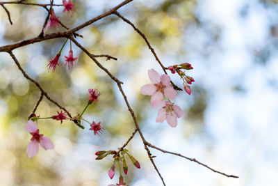 Close-up of cherry blossoms in spring