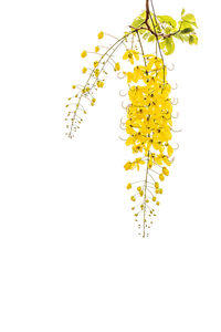 Close-up of yellow flowering plant against white background