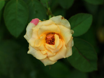 Close-up of rose flower