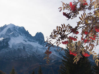 Cherries on tree by mountain against sky