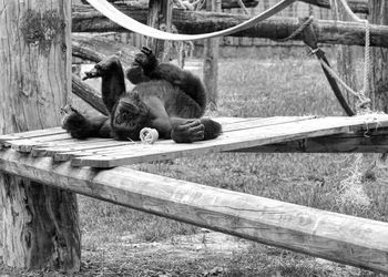View of cat resting on wooden fence in zoo