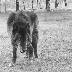 Portrait of dog