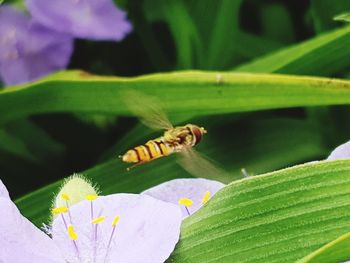 Close-up of bee pollinating on flower