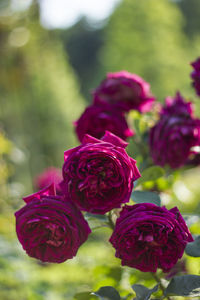 Close-up of pink rose