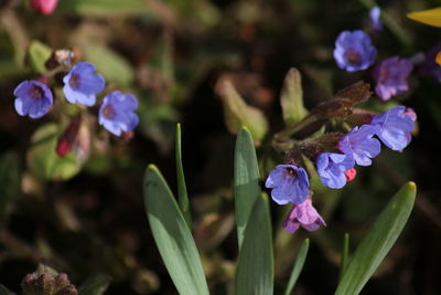 Close-up of purple flowering plant