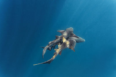 Nurse sharks swimming in deep blue ocean