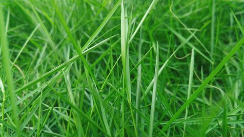 Close-up of grass growing on field