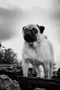 Close-up portrait of dog sitting against sky