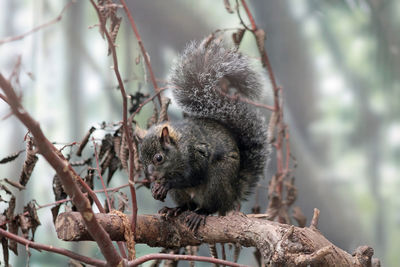 Squirrel on tree