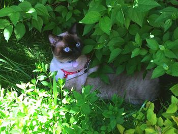 Portrait of dog amidst plants