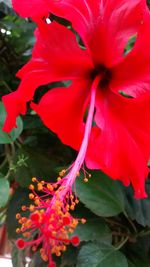 Close-up of red flower