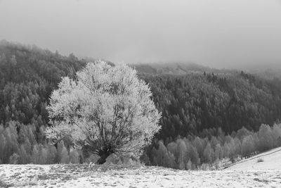 Trees on snow covered landscape