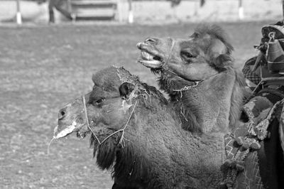 Fighting camels in seasonal tournament in kumluca tr
