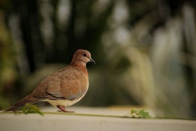 Close-up of bird perching