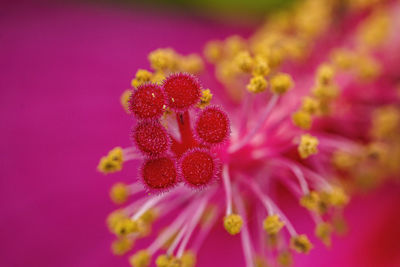 Close-up of pink flowering plant