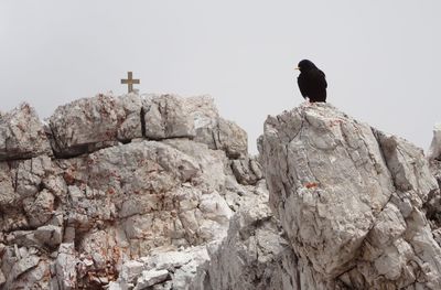 Low angle view of blackbird perching on rock formation against clear sky