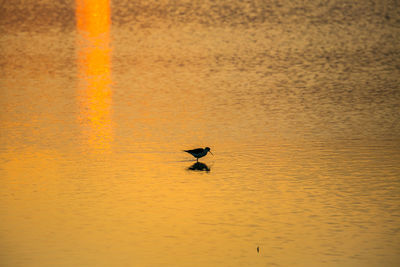 View of birds in water