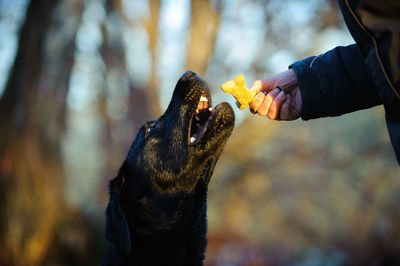 Cropped hand feeding biscuit to black labrador