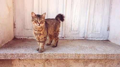 Portrait of cat standing on window sill